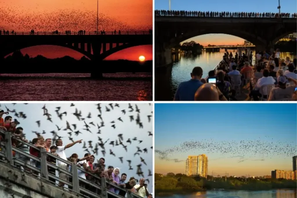 Things to Do in Austin